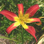Daylily Stoplight (Hemerocallis)