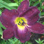 Daylily Strutter's Ball (Hemerocallis)