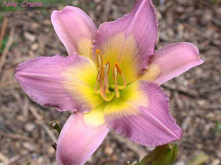 Daylily Nile Crane (Hemerocallis)