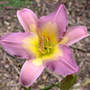 Daylily_nile_crane_7-10-04_free_med