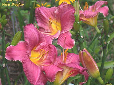 Daylily Vera Biaglow (Hemerocallis)