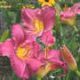 Daylily Vera Biaglow (Hemerocallis)