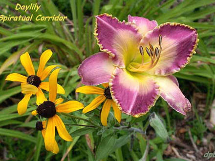 Daylily Spiratual Corridor  (Hemerocallis)