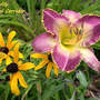 Daylily_spiratual_corridor_7-10-04_besusans_med