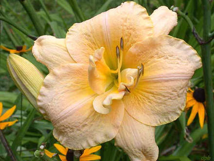 Daylily Palace Pagoda (Hemerocallis)