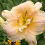 Daylily_palace_pagoda_7-12-04_med