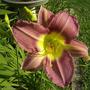 Daylily - Unknown