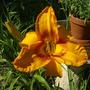 Daylily - Unknown