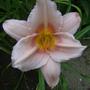 Daylily - Unknown