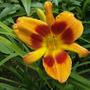 Daylily - Unknown