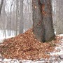 Pili_base_pilitreeholes3-01-03