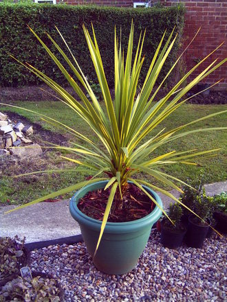 Cordyline (Cordyline)