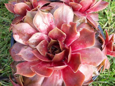 Sempervivum Lipari
