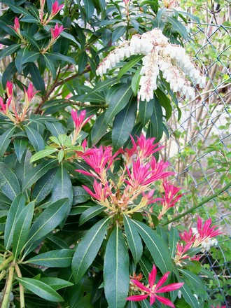 Wow factor begins (Pieris japonica (Lily of the valley bush))