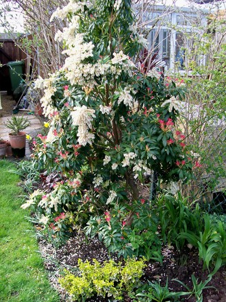 Pieris flower and new growth (Pieris japonica (Lily of the valley bush))
