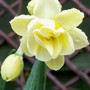 Daffodil 'Cheerfulness' (Narcissus 'Cheerfulness')