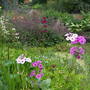 primulas by pond