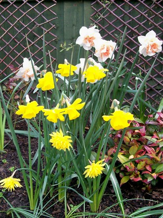 Narcissus Display