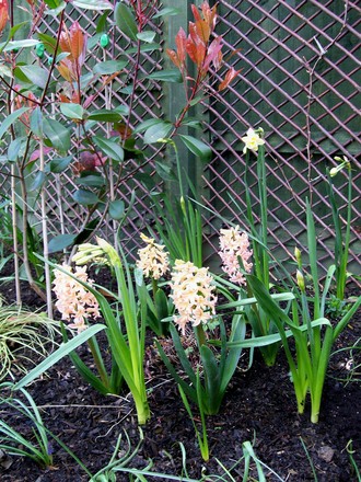 Hyacinths - going strong
