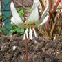 Getting there!!! (Erythronium dens-canis)