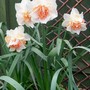 Replete stunners (narcissus replete)