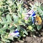 buzzzz.jpg (Lithodora diffusa (Lithodora))