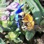 buzzzz2.jpg (Lithodora diffusa (Lithodora))