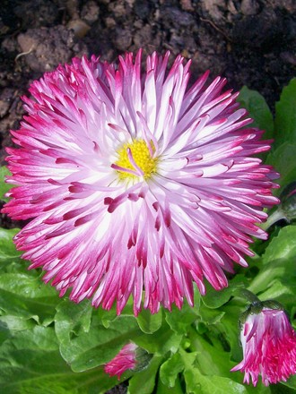 Bellis Daisy - April (Bellis perennis (Common Daisy))
