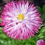Bellis Daisy - April (Bellis perennis (Common Daisy))