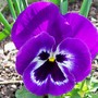 Pretty Pansy (viola)