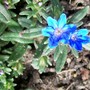 Brilliant Blue