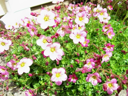 Saxifraga - full bloom (Saxifraga x arendsii)