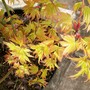 Acer 'Sango-kaku' (Acer palmatum)
