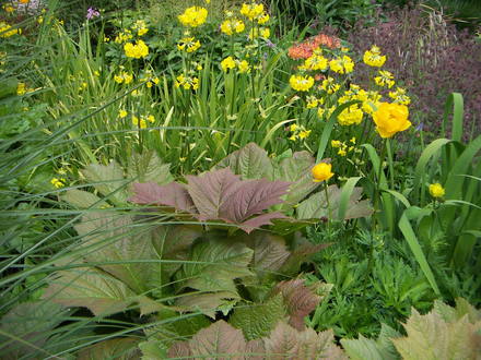 Rodgersia and Primulas
