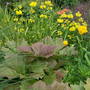 Rodgersia and Primulas