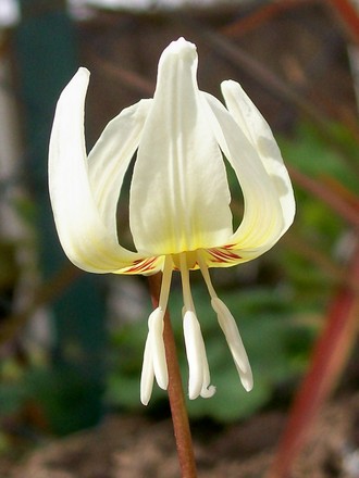 Dogs Tooth Violet (Erythronium dens-canis)