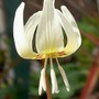Dogs Tooth Violet (Erythronium dens-canis)