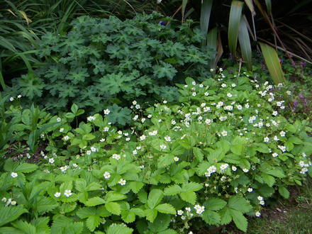 alpine strawberries as ground cover