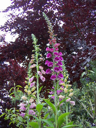 foxgloves against purple beech