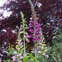 foxgloves against purple beech