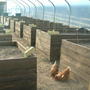 raised beds