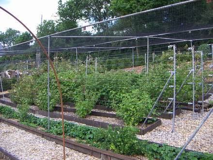 fruit garden