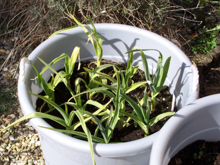 Elephant Garlic