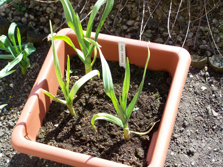 Elephant Garlic #2