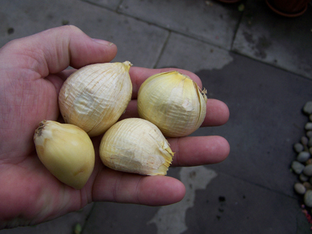 Garlic in the hand