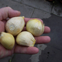 Garlichand