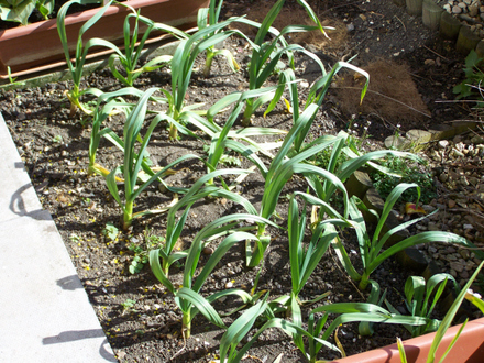 Pink Lady Garlic