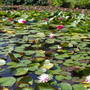Waterlillies at Bennetts