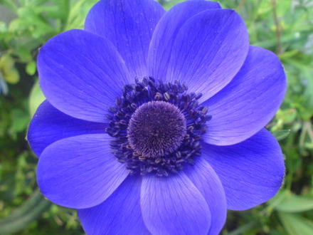 Purple Anemone