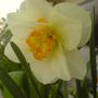 Daffodil